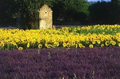 Сельский туризм во Франции, цветы