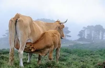 Сельский туризм в Галиции, крупный рогатый скот