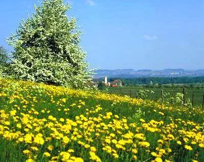 весна зимой