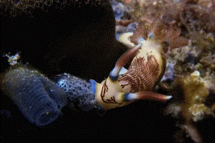 Дайвинг на Филиппинах