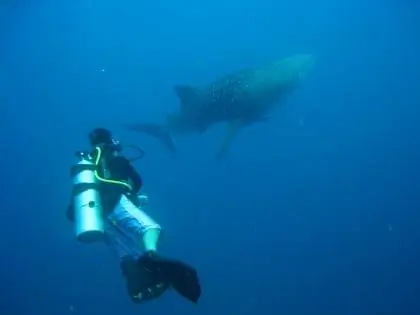 Дайвинг на Филиппинах