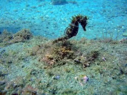 Дайвинг-центры Малаги