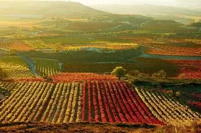 Виноградники Ла Риохи