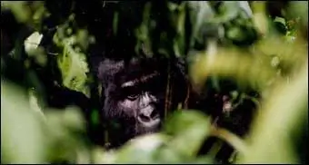 Фотографии Урганды