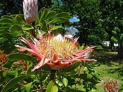 Экзотическая природа Африки