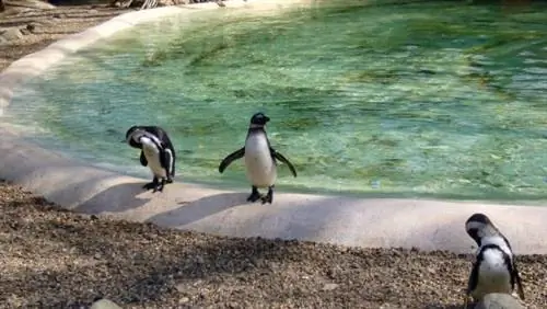 Пингвины в Лондонском зоопарке ZSL