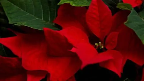 Цветок пуазенция или пуансеттия