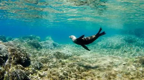 Экологический туризм в Южной Нижней Калифорнии, Мексика