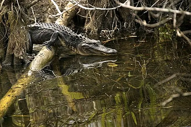 Считается одной из самых важных водно-болотных угодий в мире, Эверглейдс - обширное пропитанное пространство на самой южной оконечности Флориды. Экспедиции Стрекоза проводят трехчасовые экскурсии по своим болотам, вокруг сложных клубок мангровых зарослей, пилигрим и кипарисов, которые выходят из водянистой трясины. Чтобы не намочить ноги, вы будете носить аккуратные неопреновые аквазоны и ботинки для воды, а также получите трость, чтобы помочь вам оставаться в вертикальном положении на скользком подлеске, когда вы ищете речных выдр, болотных птиц и, конечно же, этих «gators».