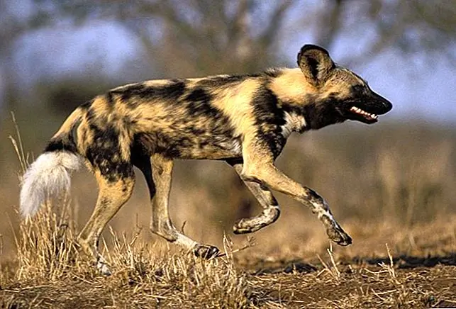 The Endangered Wildlife Trust является некоммерческой организацией в регионе Лимпопо, которая работала над обеспечением выживания диких собак более трех десятилетий.Один из их успехов заключался в том, чтобы показать фермерам, что дикая собака-слежка является жизнеспособной формой экотуризма, которая может защитить собак, принося пользу местным общинам. Проводя ночи в соломенном домике Little Muck в Магунгубве, гостей сопровождает обученный защитник природы на 4WD турах, которые позволяют им наблюдать за собаками, которые роумируют в своей естественной среде обитания - охота, если вам повезло - и сборы от этого используются для управлять огражденными запасами, которые удерживают животных от запасов местных фермеров. Пока это доказывает эффективную стратегию: популяция диких собак в Лимпопо наконец растет после длительного упадка.