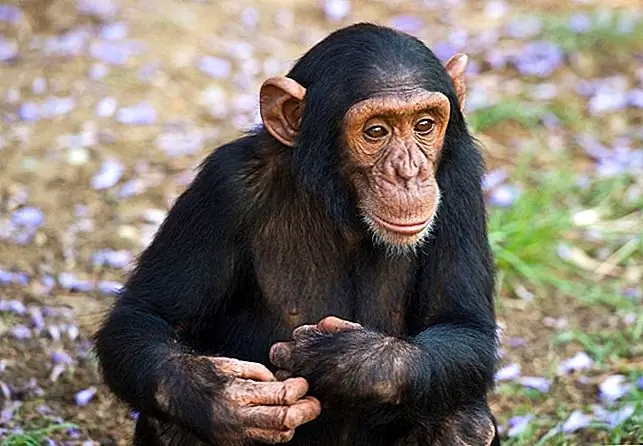 Jane Goodall Chimpanzee Eden, расположенная всего в 12 км от южноафриканского города Нелспрут в заповеднике Умхлоти, разрабатывает методы реабилитации, так что как можно больше шимпанзе можно выбросить в дикую природу. Для тех, кто слишком травмирован их опытом, он обеспечивает место, подобное их естественной среде обитания, для мирного проживания своей жизни. Вы можете зайти на часовую экскурсию или остаться на неделю или более, помогая контролировать поведение или записывать звуки, которые они произносят при общении, хотя разрешение на посещение не разрешено. Эксперты считают, что наш ближайший родственник будет вымершим в пределах их естественных мест обитания всего за десятилетие. Время (и деньги), потраченное на наблюдение за подобными Амадею и Абу, помогает святилищу предотвратить это.
