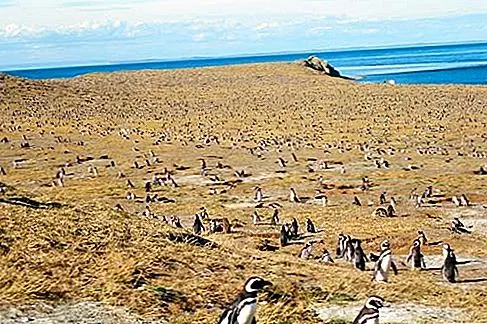 Isla Magdalena Пингвин - пингвин - это пингвин, вы можете сказать, особенно когда вы видели несколько сотен тысяч размахов в одном месте. Но о, эти перепончатые ноги! Эти глаза! Это куча! Признайся: ты горький.
