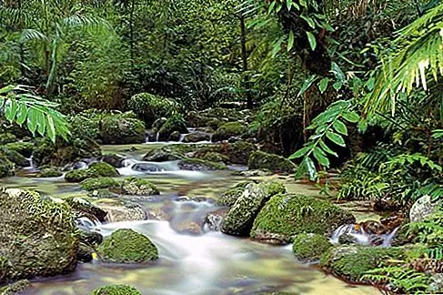 Rainforest Resorts для молодоженов и романтиков