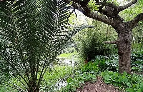 Jardin Botanique de la Villa Thuret, Antibes Juan-les-Pins Это антиподийное ботаническое чудо на территории виллы Thuret, всего в нескольких минутах ходьбы от пляжа Антиб. Основанная в 1857 году ботаником Густавом Тюретом, она специализируется на редких экзотических растениях из далеких мест, таких как Канарские острова, Южная Африка и Новая Зеландия. Национальный институт ботанических исследований имеет тенденцию к обширной коллекции из 2500 видов, демонстрирующих, как можно выращивать декоративную флору в спокойном климате Антиб.