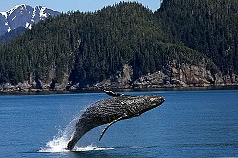 Аляска Хотя пассажиры путешествовали на пароходах через Аляску с 1880-х годов, пункт назначения не стал основным течением до конца 1960-х годов, когда Westours (вскоре часть Holland America Line) и Princess Cruises запустили там крупные корабли. К середине 70-х годов тысячи американцев вливались в пункт назначения, который считался слишком фригидным и запрещающим туризм. В 2016 году более миллиона человек путешествовали по водам Аляски.