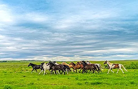 Bisect Buffalo Gap Национальные луга