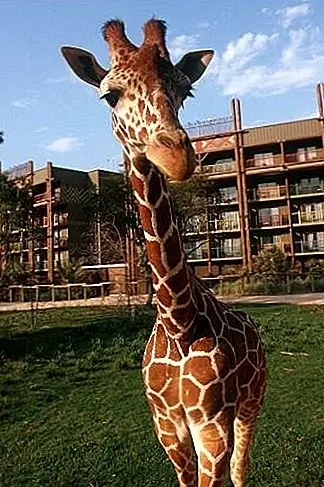 Идите на сафари. Пройдите прямо через вестибюль Lodge Animal Kingdom Lodge от Disney's до Арушской саванны, где культурные гиды ответят на все ваши вопросы о жирафах, зебрах, скоте ankole, куду и других невероятных животных, которые вы увидите.The Animal Kingdom Lodge также разместил и закрыл смотровые площадки на всей территории отеля. Принесите бинокль, если у вас есть.