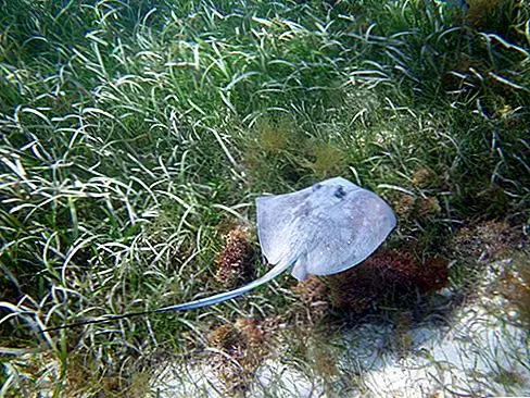 Cane Bay (St. Croix) Один из лучших мест для дайвинга и подводного плавания на острове Санта-Крус находится на этом прекрасном пляже на севере. В ясный день вы можете искупаться в 140 м (459 футов) и увидеть Стена залива Кейн, которая резко падает в глубокие воды внизу. Многоцветная рыба, эльхорн и мозговые кораллы изобилуют.