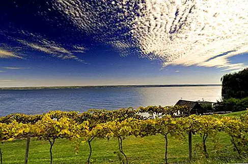 Винные маршруты Finger Lakes В регионе Finger Lakes штата Нью-Йорк имеется более 100 винодельческих предприятий, благодаря наклонным виноградникам и озерам, которые создали микроклимат, особенно благоприятный для Rieslings. Прекрасная обстановка еще более впечатляющая во время яркой осенней листвы. Есть три винных маршрута с похожими апелляциями: озеро Сенека, озеро Каюга (на фото) и озеро Кеука-Сенека - самое большое из 35 виноделен и двух производителей сидра. Hazlitt 1852 Виноградники и винные погреба Glenora являются двумя из самых старых на тропе.