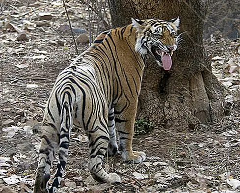 Индийский проект Tiger Parks
