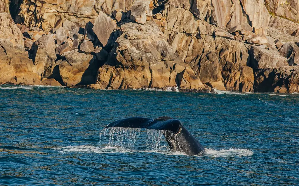 кит-Alaska-дикая природа сафари-ALASKASAFARI0419