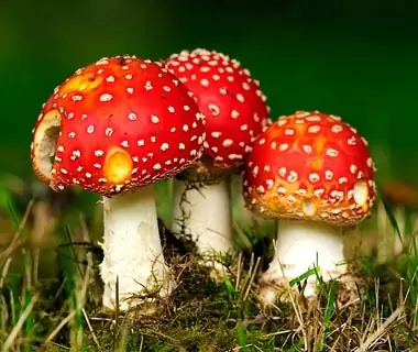 200909-w-dangerous-mushrooms