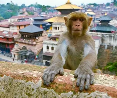 Monkey Brains, Asia