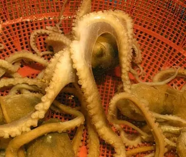 Sannakji (Wriggling Octopus), Korea