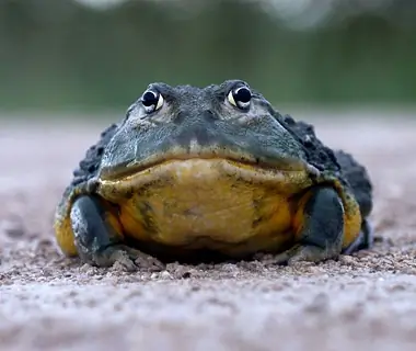 Giant Bullfrog, Namibia