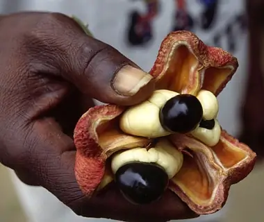 Ackee Plant, Jamaica