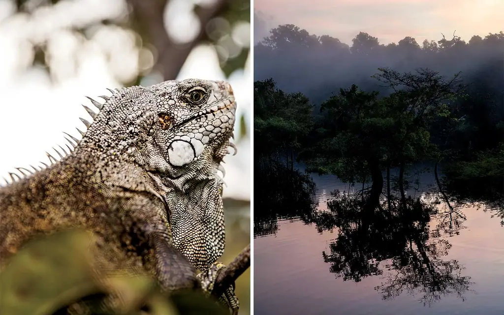 Iguna-рио-негра-заря-AMAZONIA0918