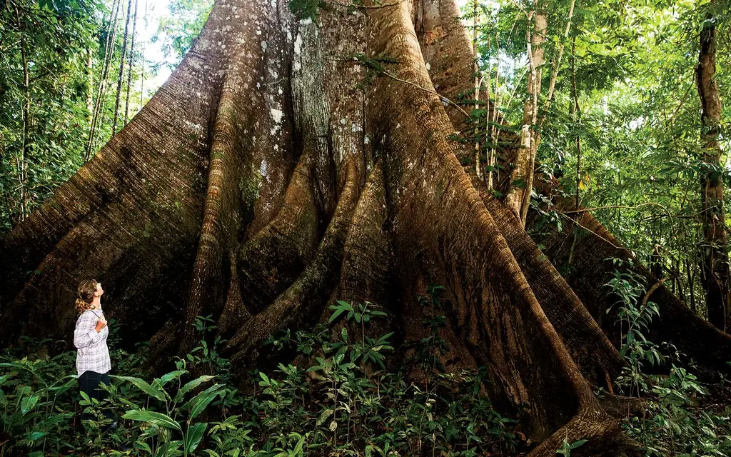 сейба-дерево-рио-Бранка-AMAZONIA0918