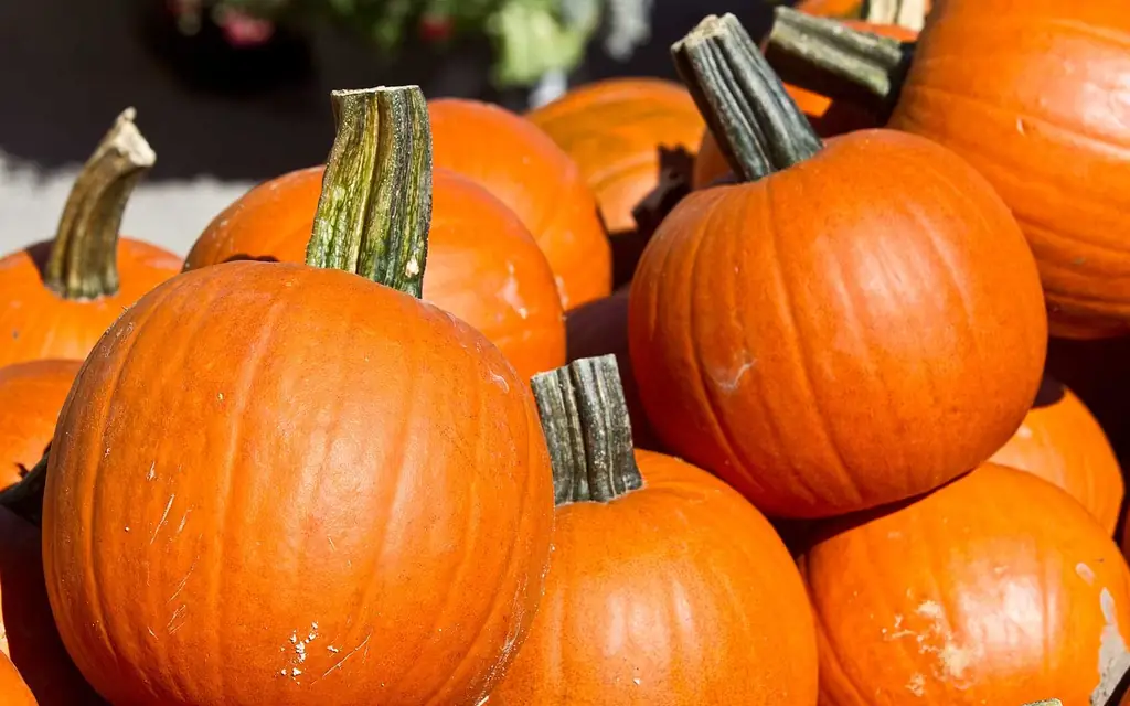 Pumpkinfest
