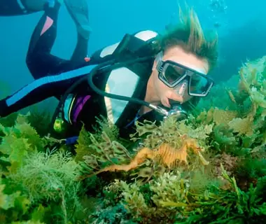 Snorkel with Sea Dragons: Australia