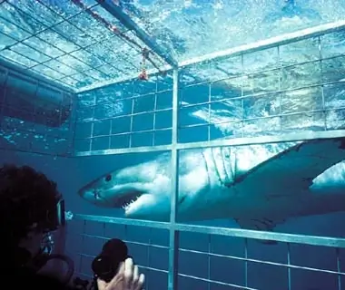 Swim with Sharks: South Africa
