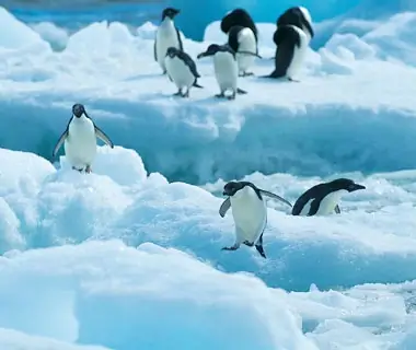 Brave the Elements with Penguins: Antarctica