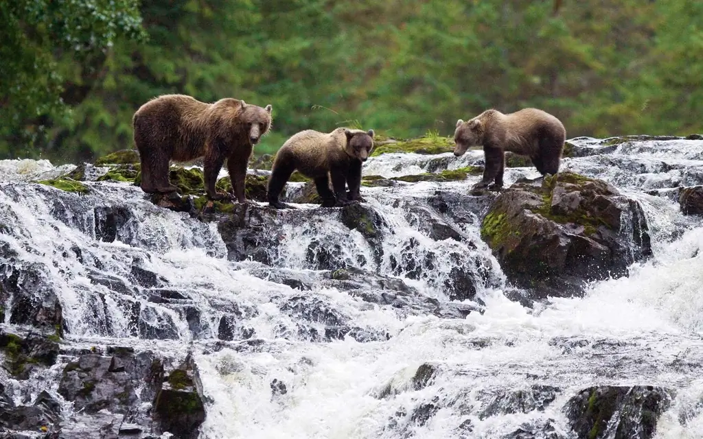Линдблад экспедиция медведица-в-чукотско-06-WHYCRUISE0118