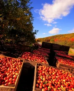 National Apple Harvest Festival