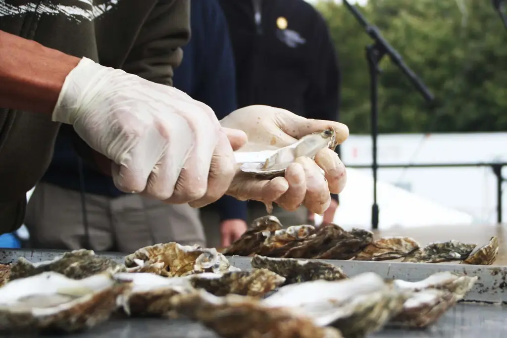 Wellfleet-устрицы-фестиваль-Массачусетс FOODFEST0817