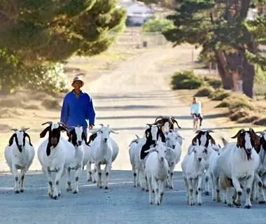 Yielding to Animal Herders, South Africa