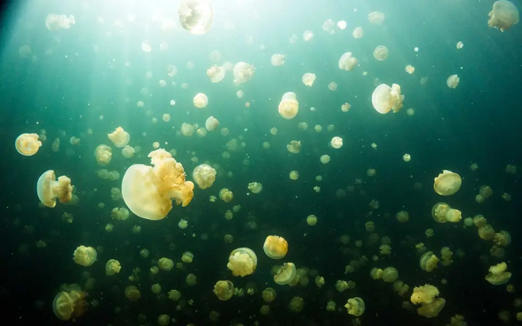 palau palau