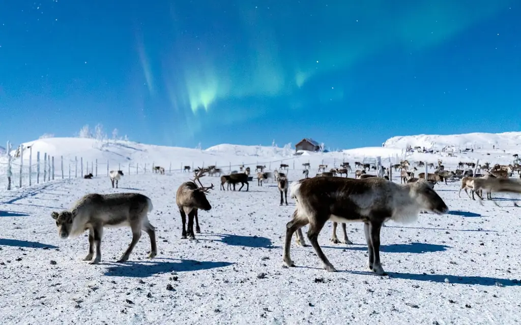Abisko-национальный парк-швеция-олень-MARCHLIGHTS1218