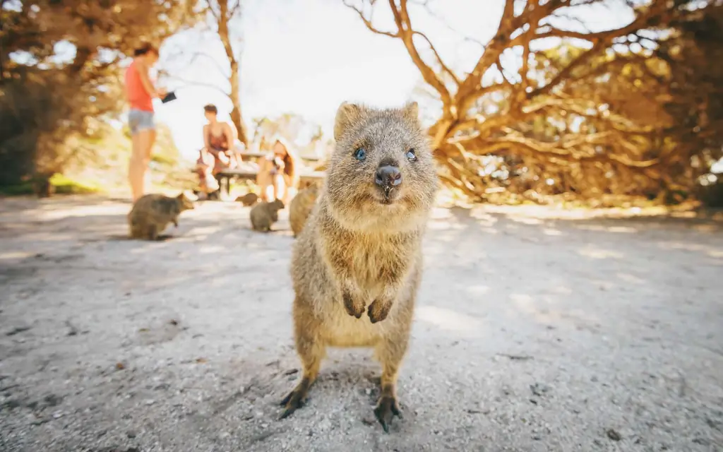 Роттнест-остров-Quokka-PERTH1219