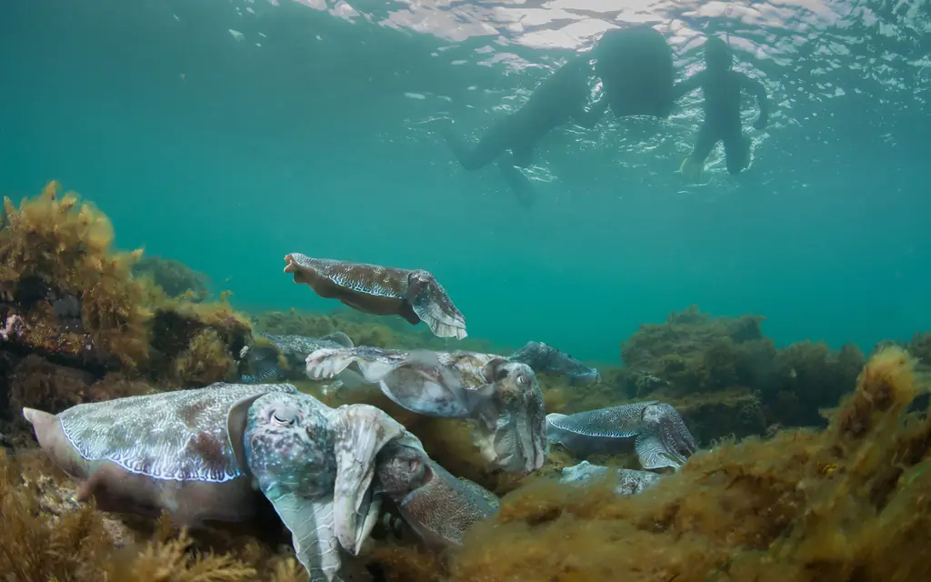 7 удивительных опытов с животными, которые вы можете получить только в Южной Австралии