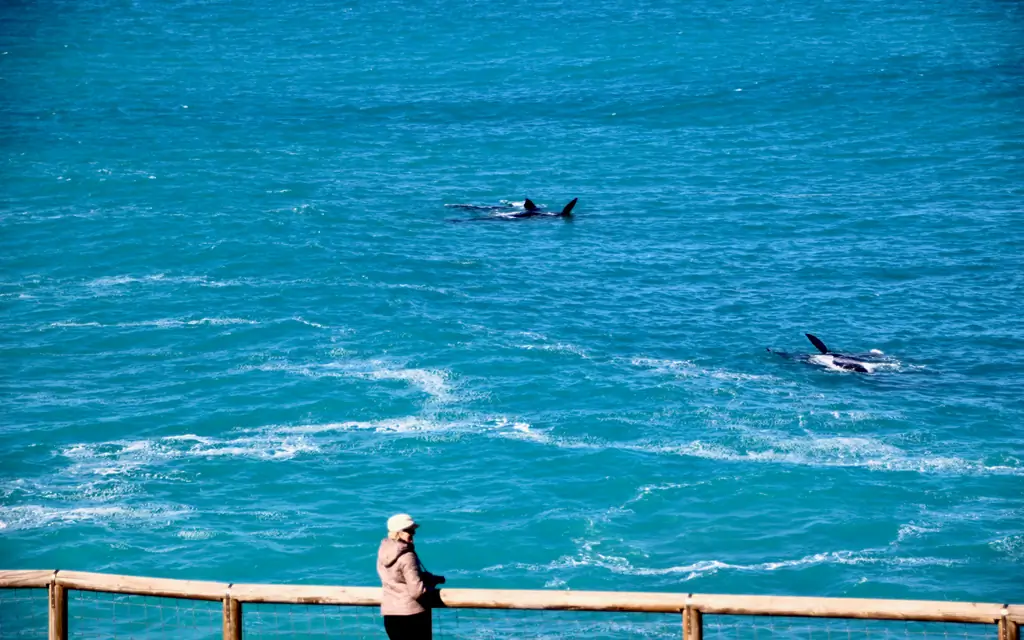 зима-киты-SOUTHAUS0519