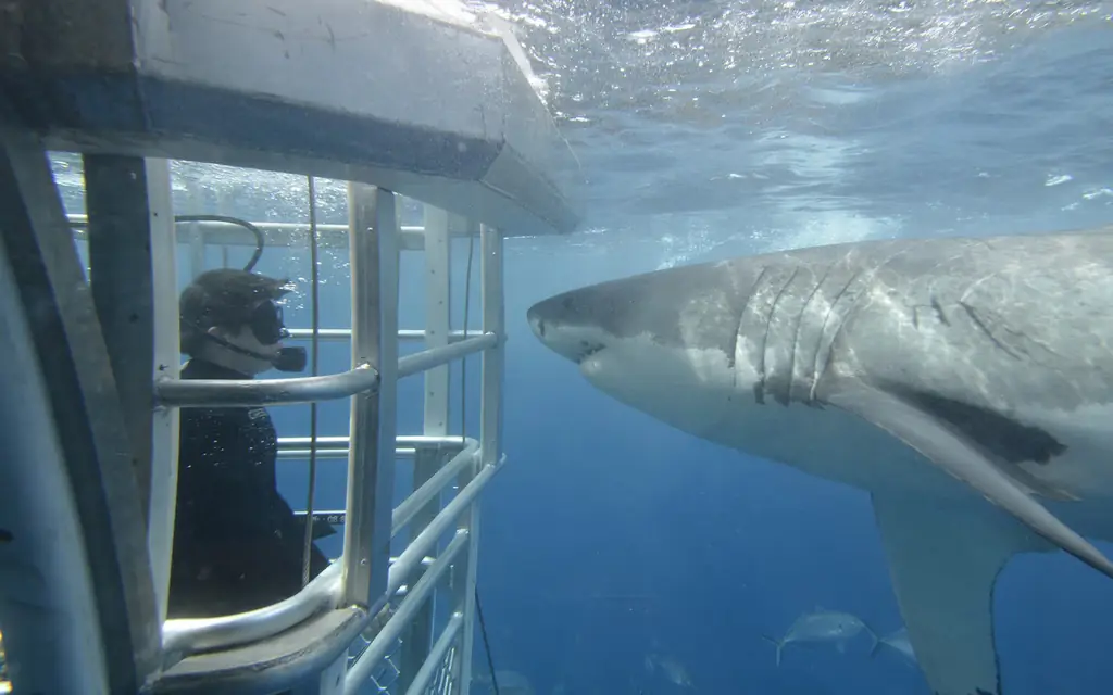 приключение отсеки клетка-дайвинг-SOUTHAUS0519