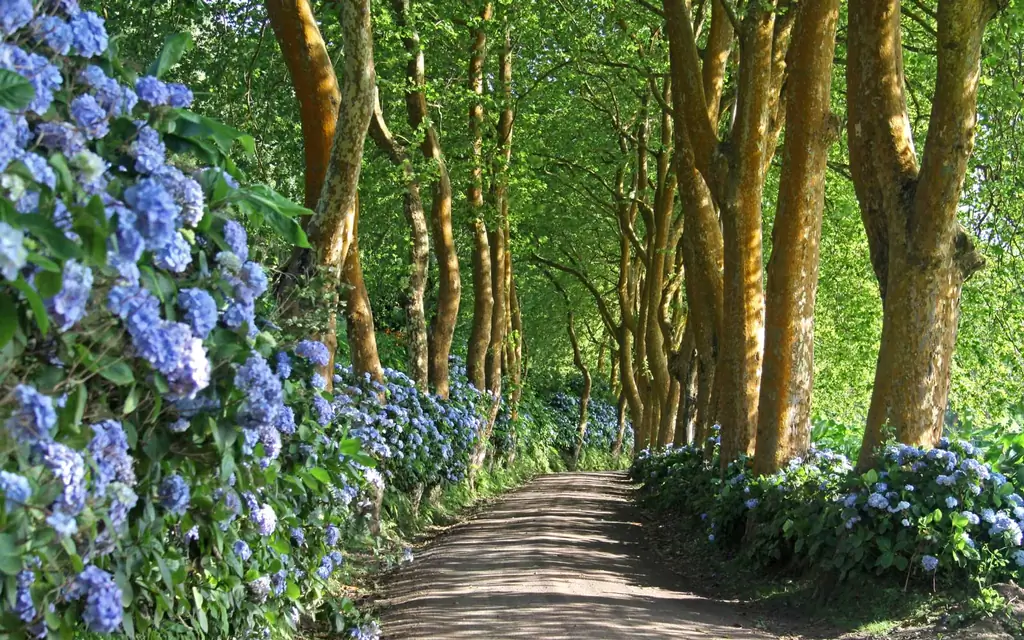 путь-Сан-Мигель-ПОРТУГАЛИЯ-AZORHY0419