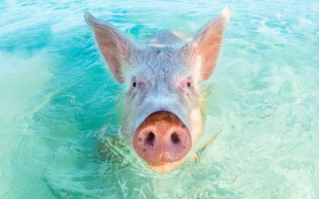 Клон свиньи-пляж-exumas-Багамские острова-PIGBEACH0517