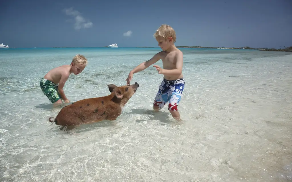 Exumas-Bahamas свинки-PIGBEACH0517