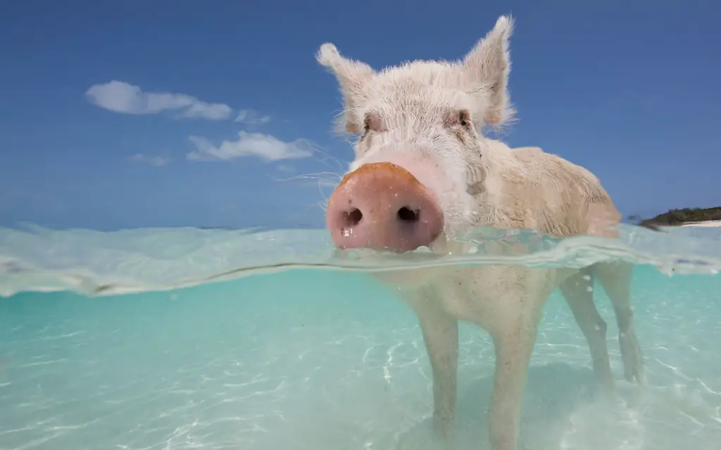Клон Привет-PIGBEACH0517